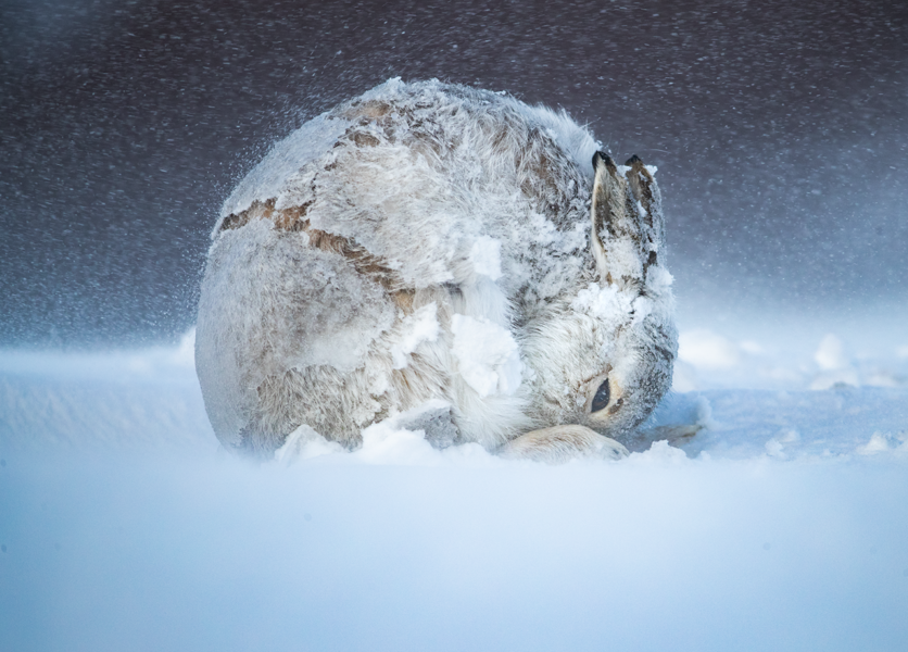 vie-sauvage-photo-lapin