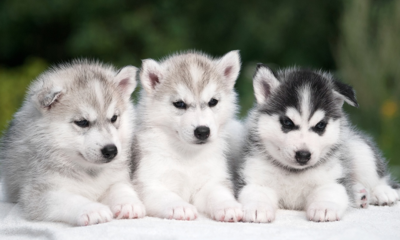 Chiot-husky