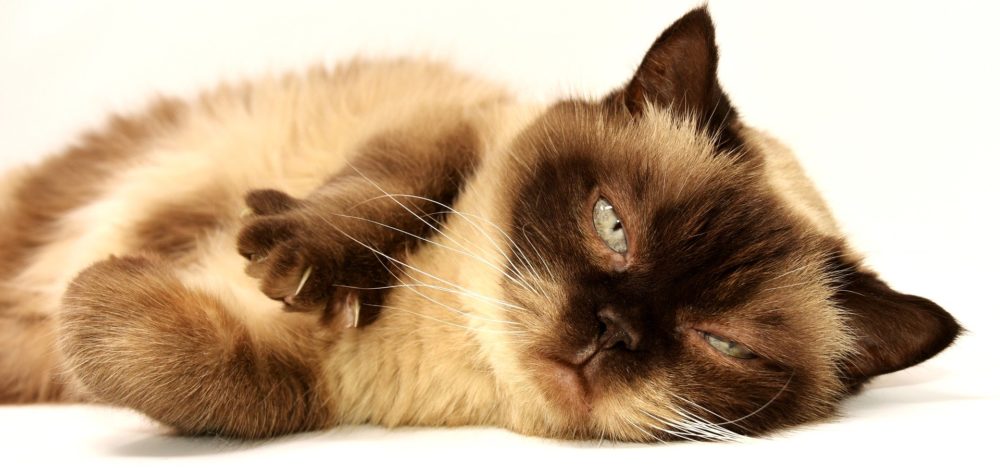 Les noms de chat les plus populaires en Suisse