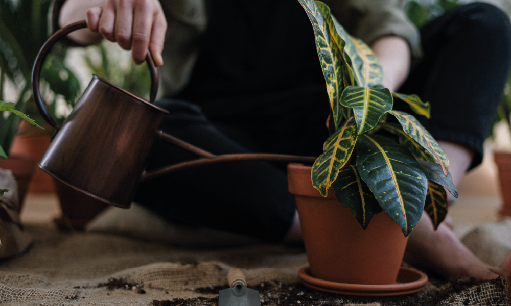 Eau gélifiée - Astuce pour arroser ses plantes pendant les vacances