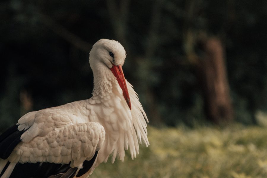 Cigogne panne