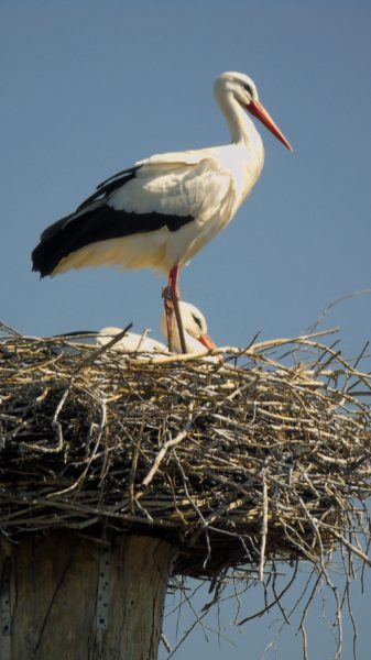 Panne cigogne