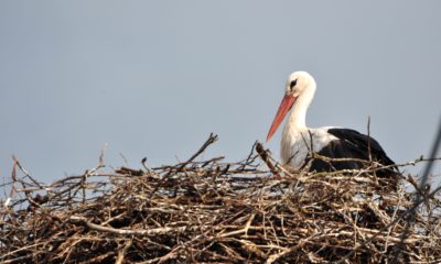 Cigogne panne électricité