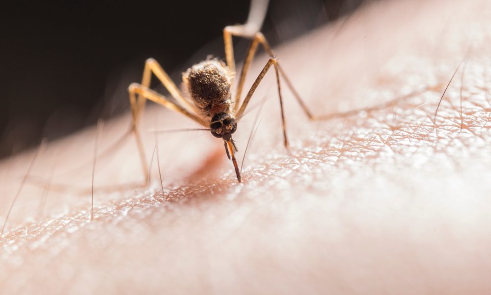 Répulsif moustiques