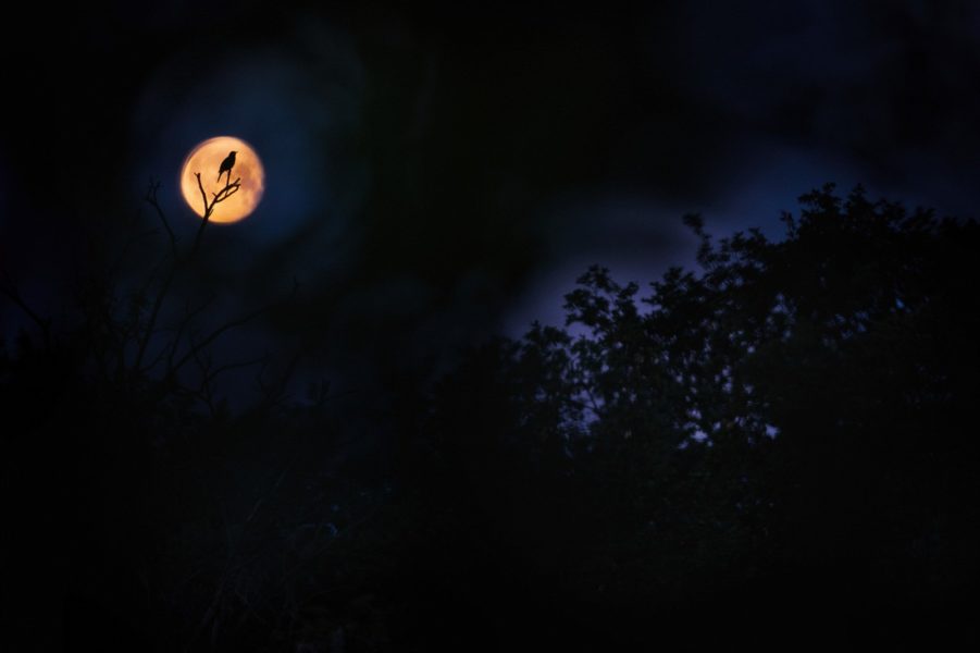 'Blue Hour and Red Moon' by Anton Trexier - Photographie oiseaux