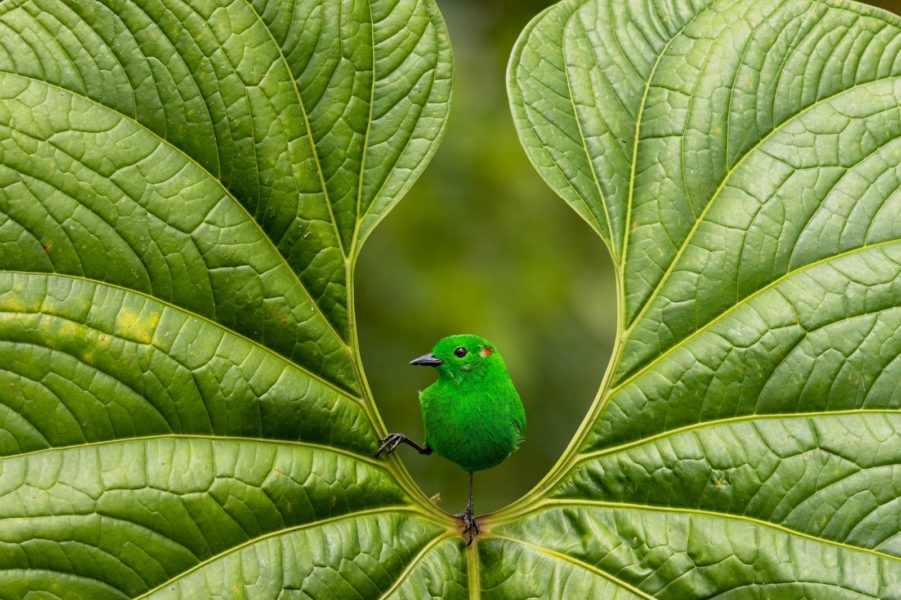 'Glistening Green' by Nicolas Reusens - Photographie oiseaux