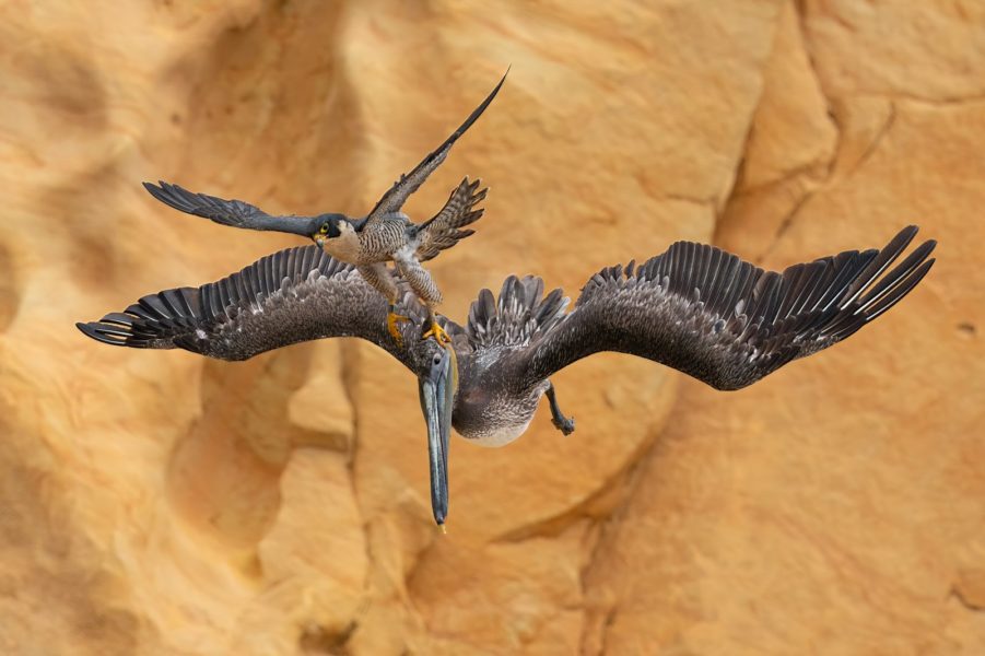 'Grab the Bull by the Horns' by Jack Zhi - Photographie oiseaux