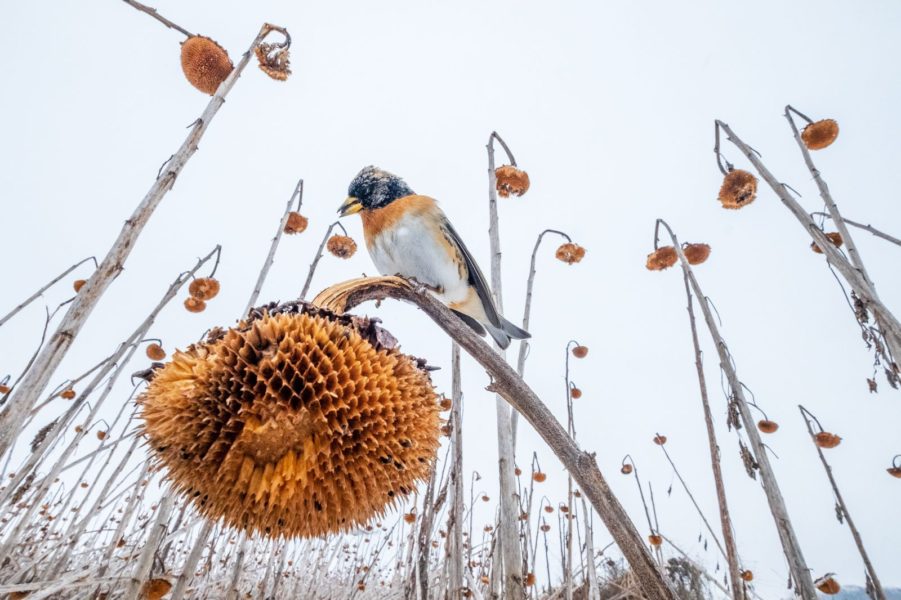 'Sunflower Paradise' by Mateusz Piesiak - Photographie oiseaux
