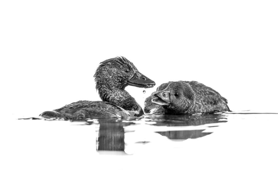 'Fascinating Droplet' by Jason Moore