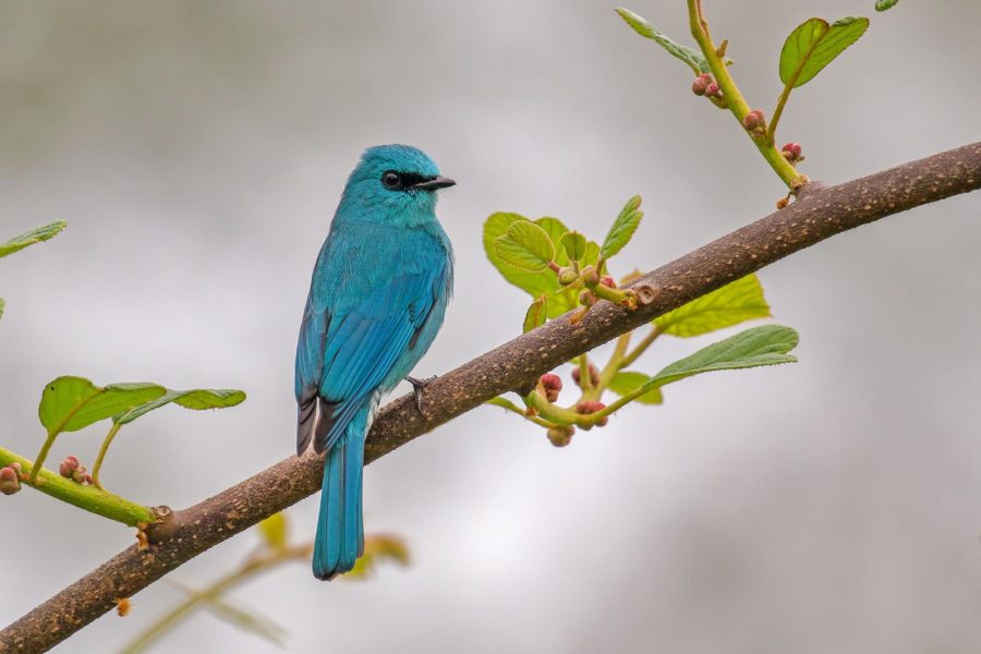 'Verditer Flycatcher' by Arko Saha - Photographie oiseaux