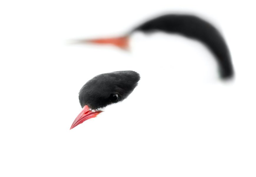 'High-key Terns' by Harry Sedin - Photographie oiseaux