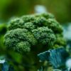 Brocoli recettes