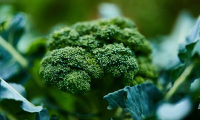 Brocoli recettes