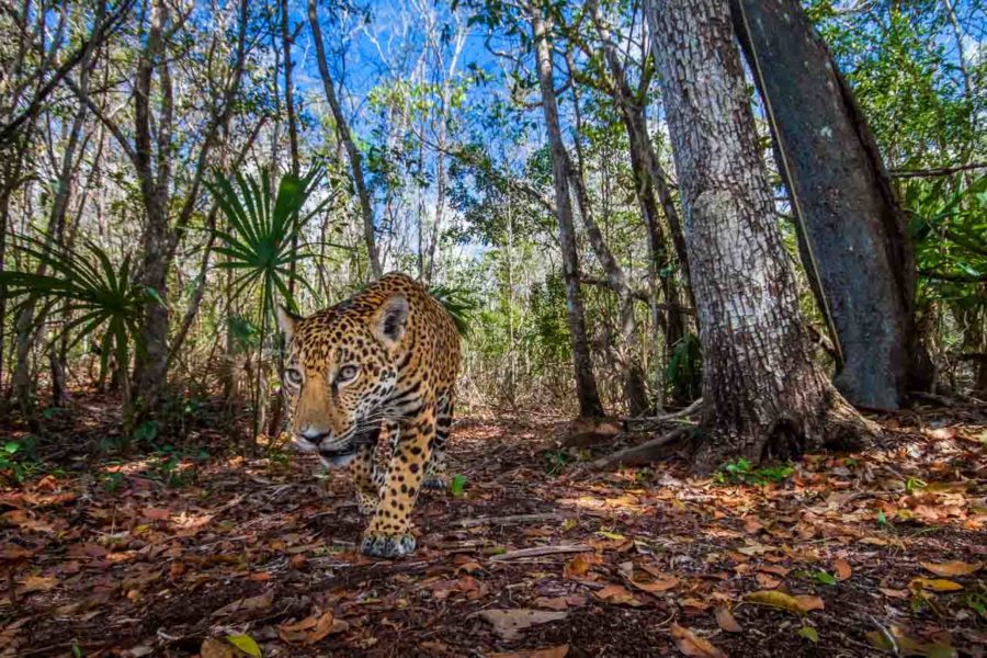 Jaguar