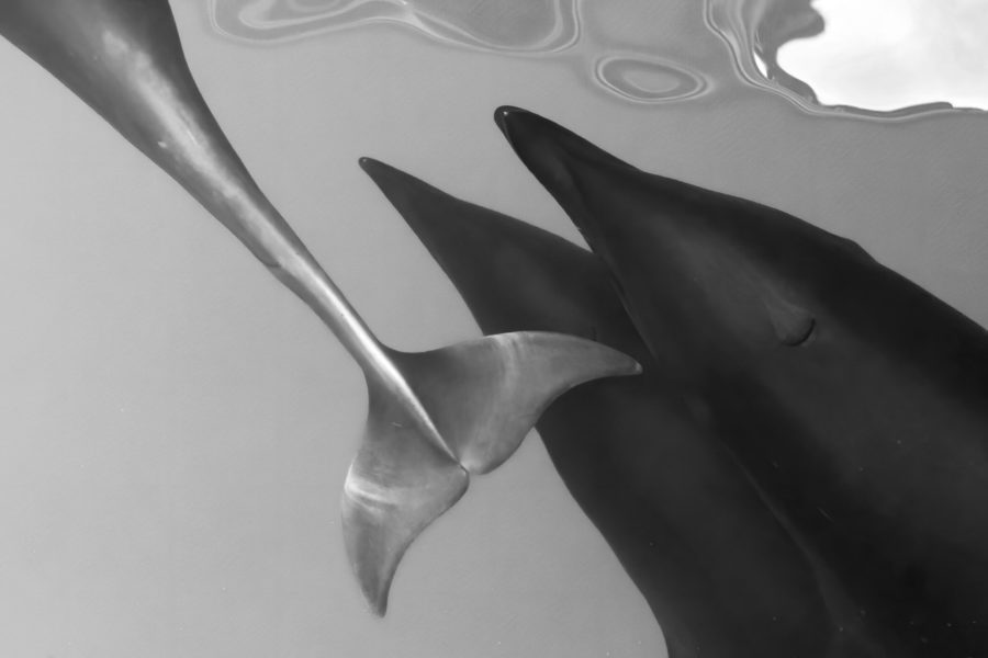 Dauphin baleine