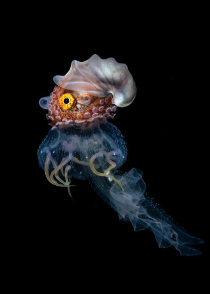Créatures marines