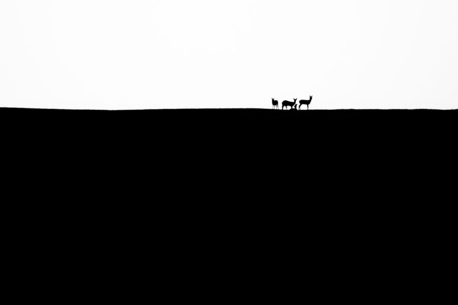 Nature famille cervidés