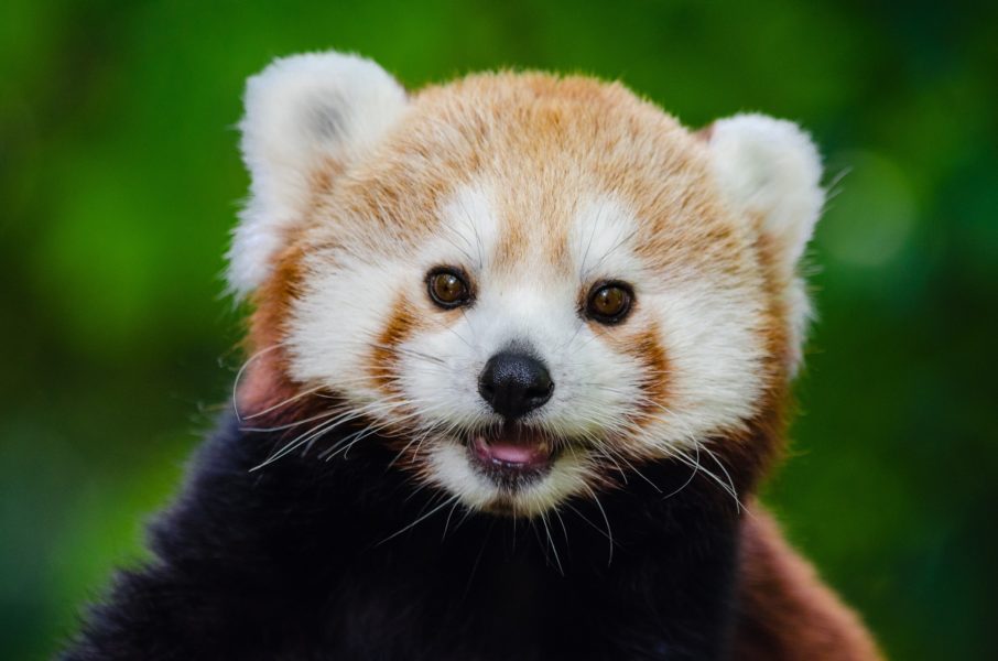 La particularité trop mignonne du panda roux