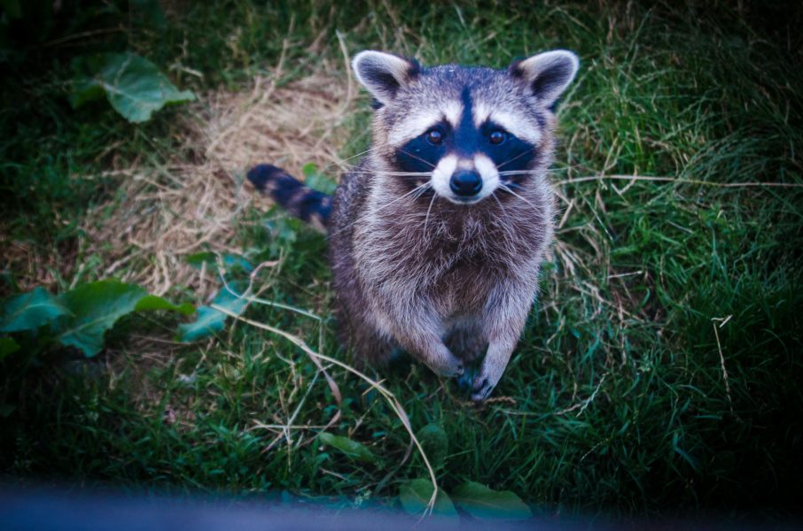 Le raton laveur est-il vraiment propre? 