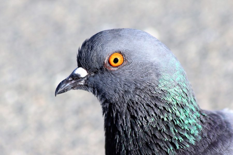 Un pigeon soupçonné d'espionnage a finalement été blanchi