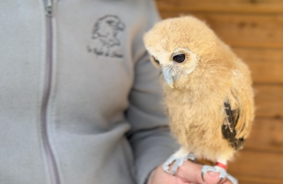 Les Aigles du Léman ont accueilli de nouveaux bébés