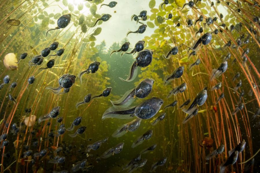 BigPicture « Tadpole Migration »