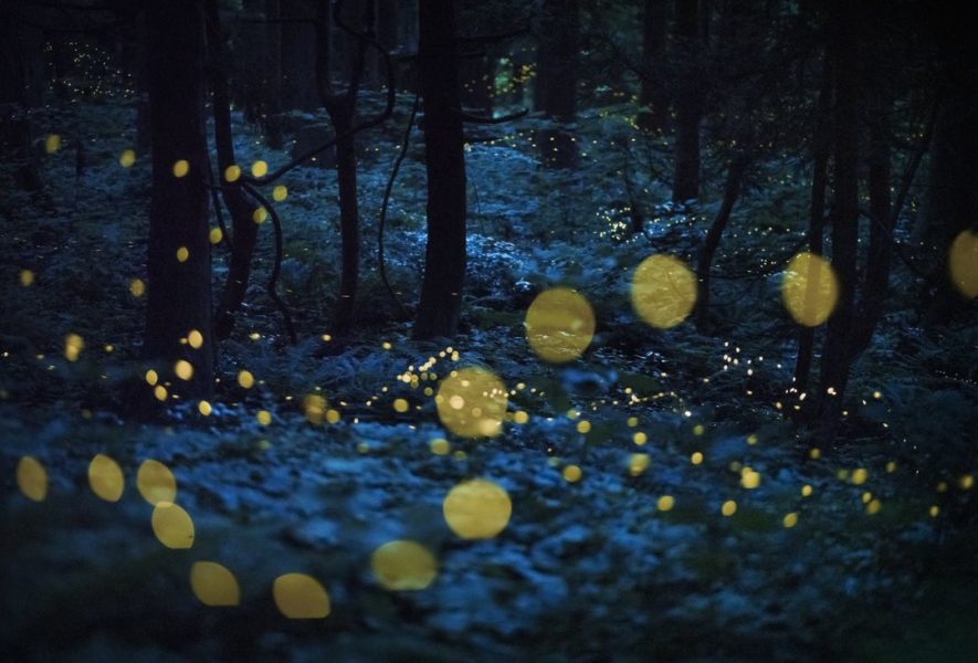 BigPicture « Stardust Forest »
