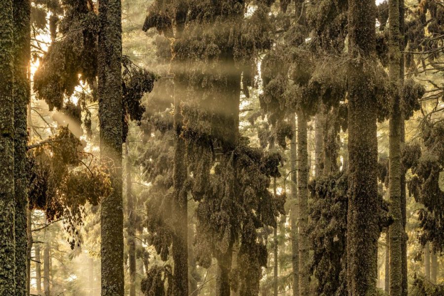 BigPicture « The Forest of the Monarchs »