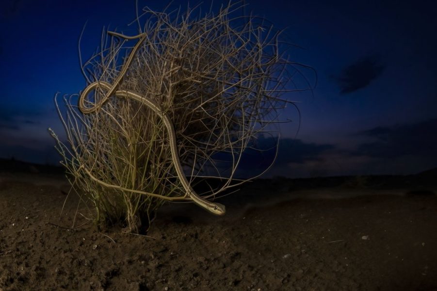 BigPicture « Beauty Of Thar Desert »