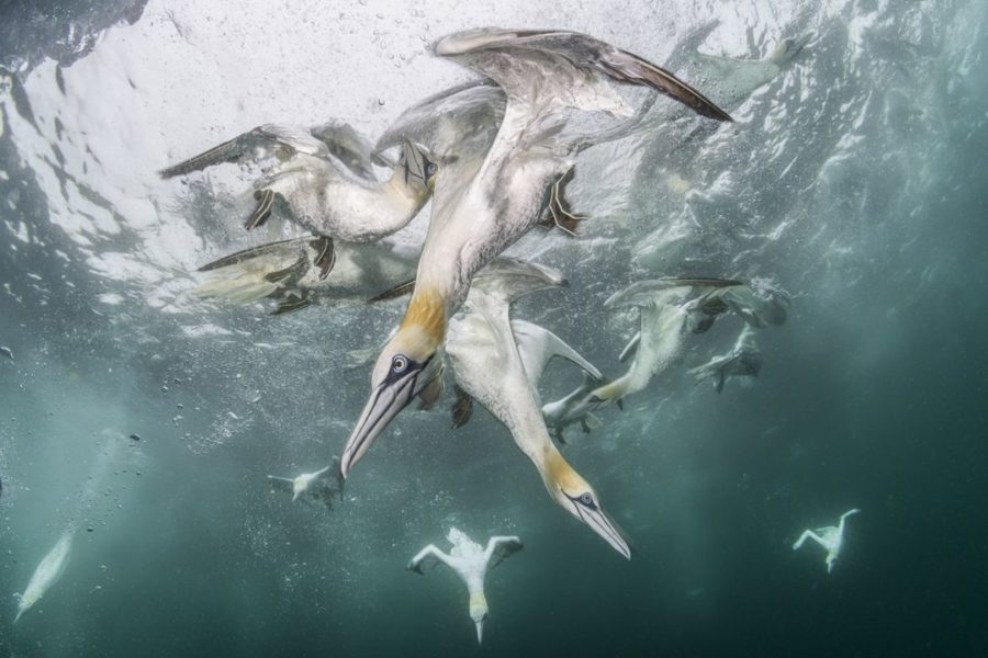 BigPicture « Underwater Harmony And Chaos »