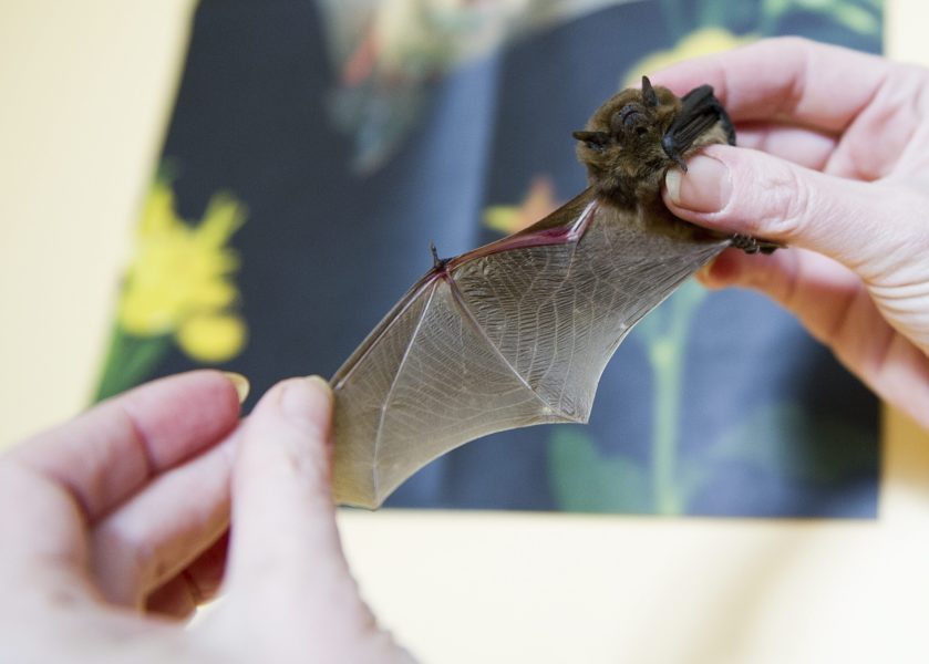 Les chauves-souris dévoilent leurs mystères ce week-end