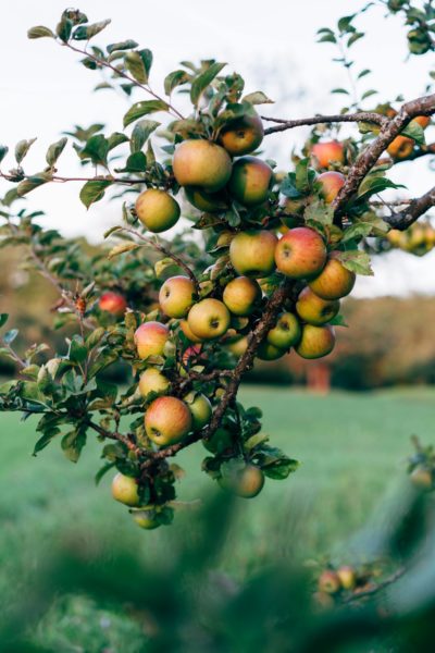 Micro Terroir - La fête des pommes avec Grégory Donzé