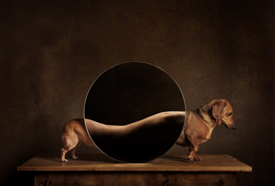 Dog Photography Awards Studio