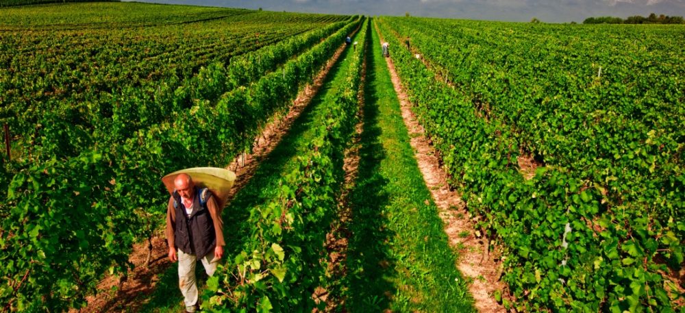 Micro Terroir - Vigneron de l'État de Genève