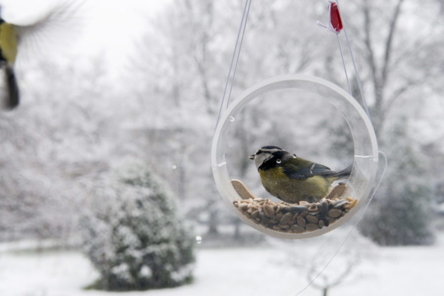 Des conseils pour bien nourrir les oiseaux en hiver