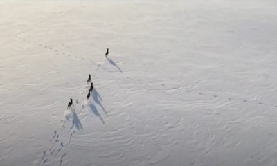 Films Noël carac