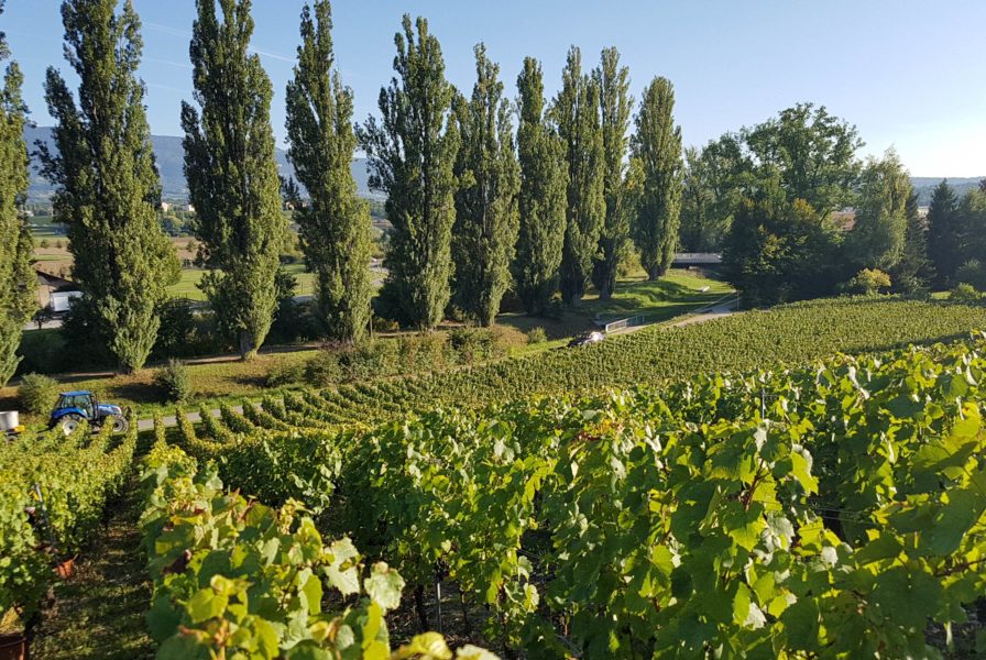 Micro Terroir - Les vins de Genève au CHI