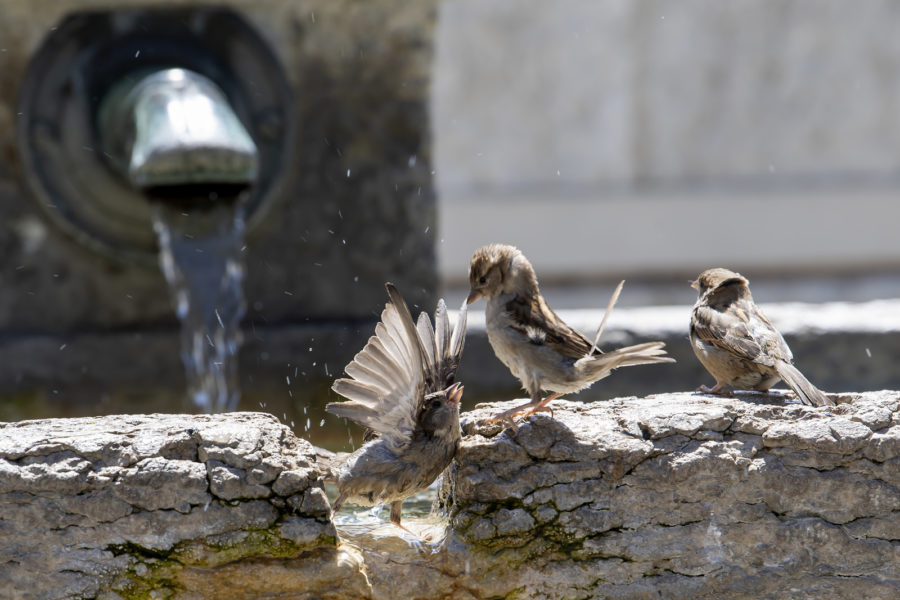 Une plateforme pour apprendre à distinguer le chant des oiseaux