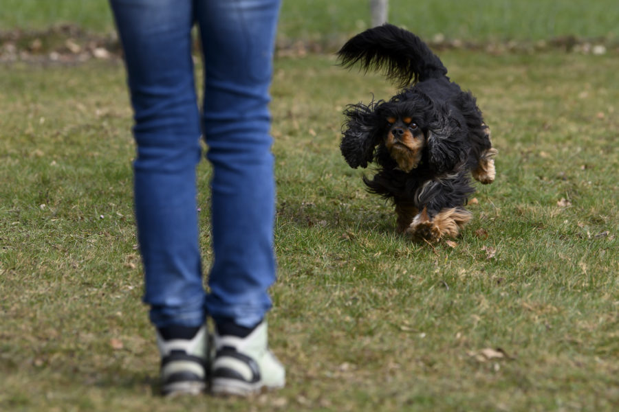Tenir son chien en laisse en forêt, c'est obligatoire jusqu'à cet été