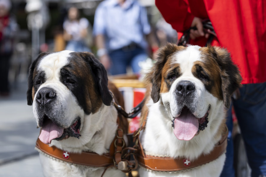 La place de l'Animal au cœur du Festival Histoire et Cité