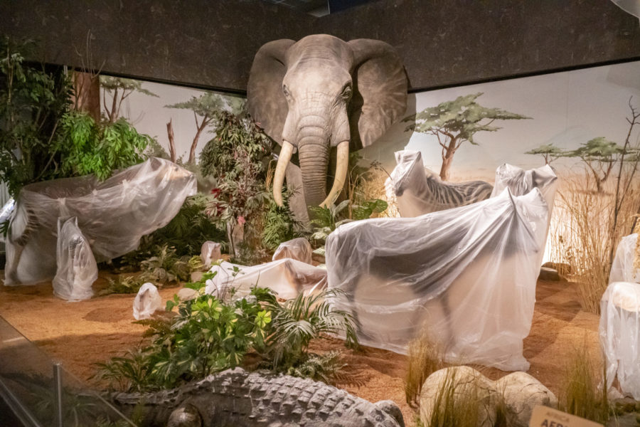 Muséum d’histoire naturelle: le point sur les travaux