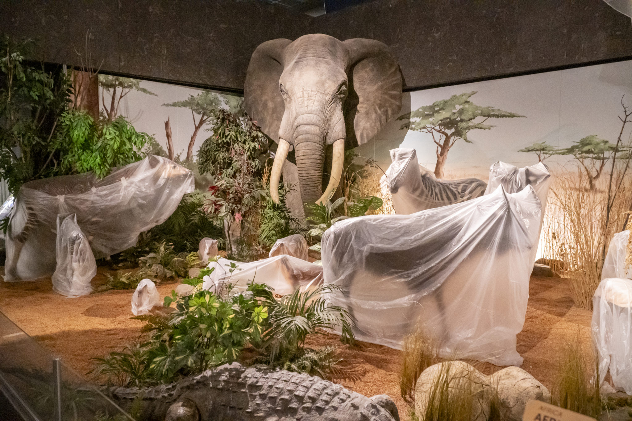 Muséum d'histoire naturelle: le point sur les travaux | Radio One FM